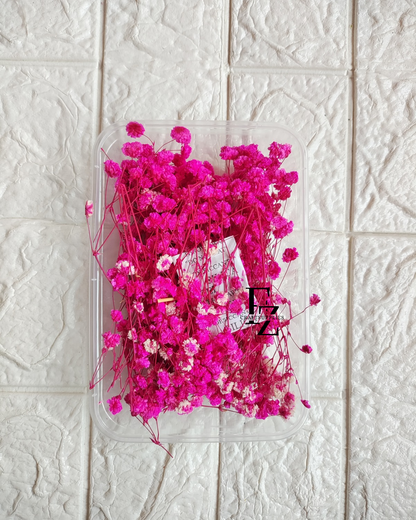 Dry Baby Breath/ Gypsy Box - Rani Pink