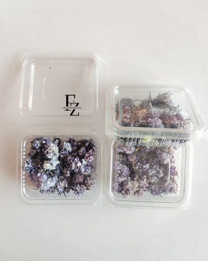 Himalayan Daises - Violet