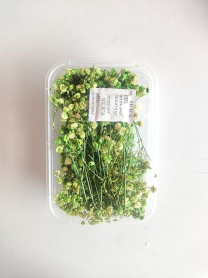 Baby Breath/ Gypsy Dry Flower Box