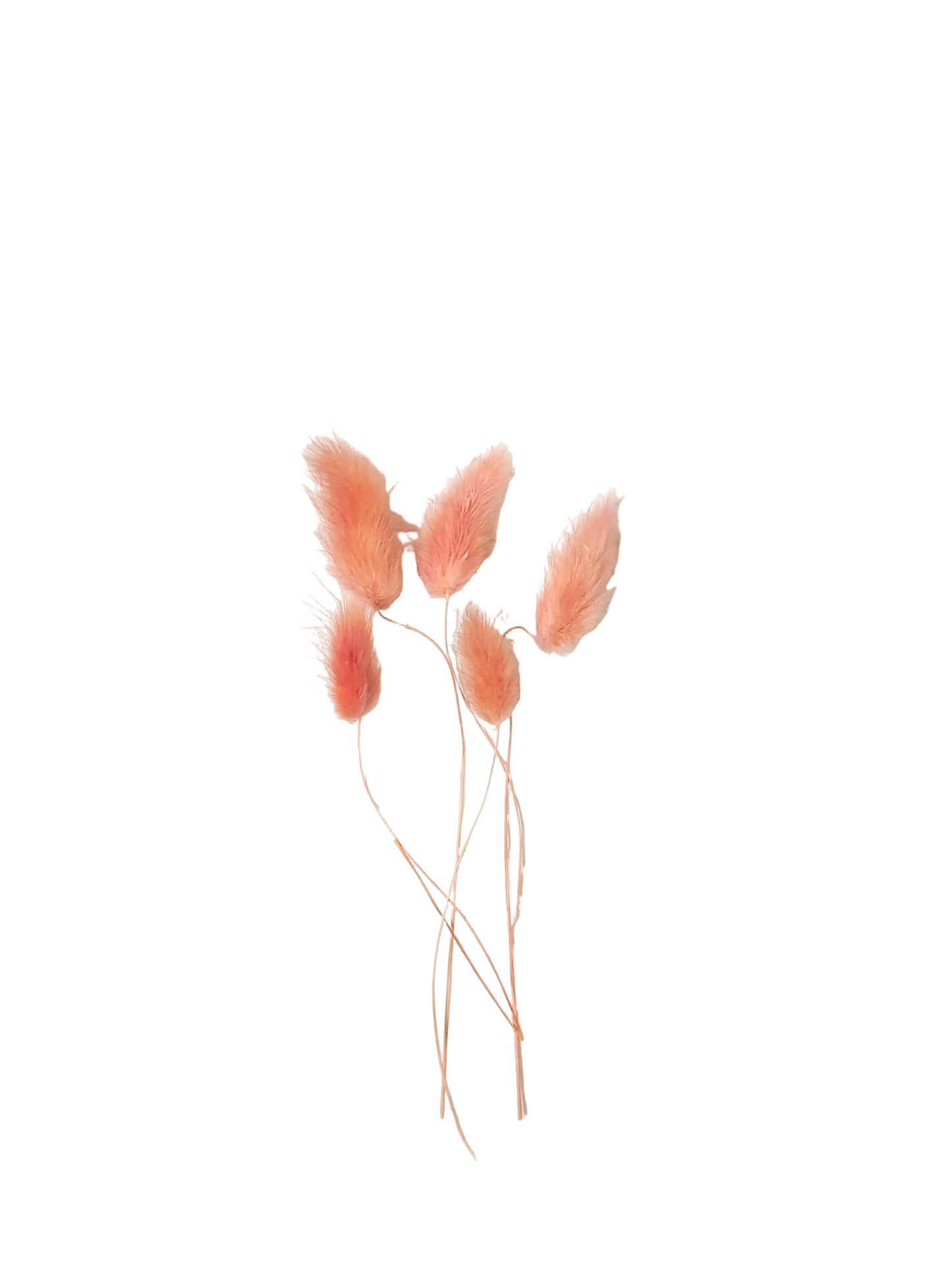 Bunny Tails Orange - 5 Pieces