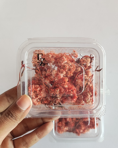 Himalayan Daises - Orange
