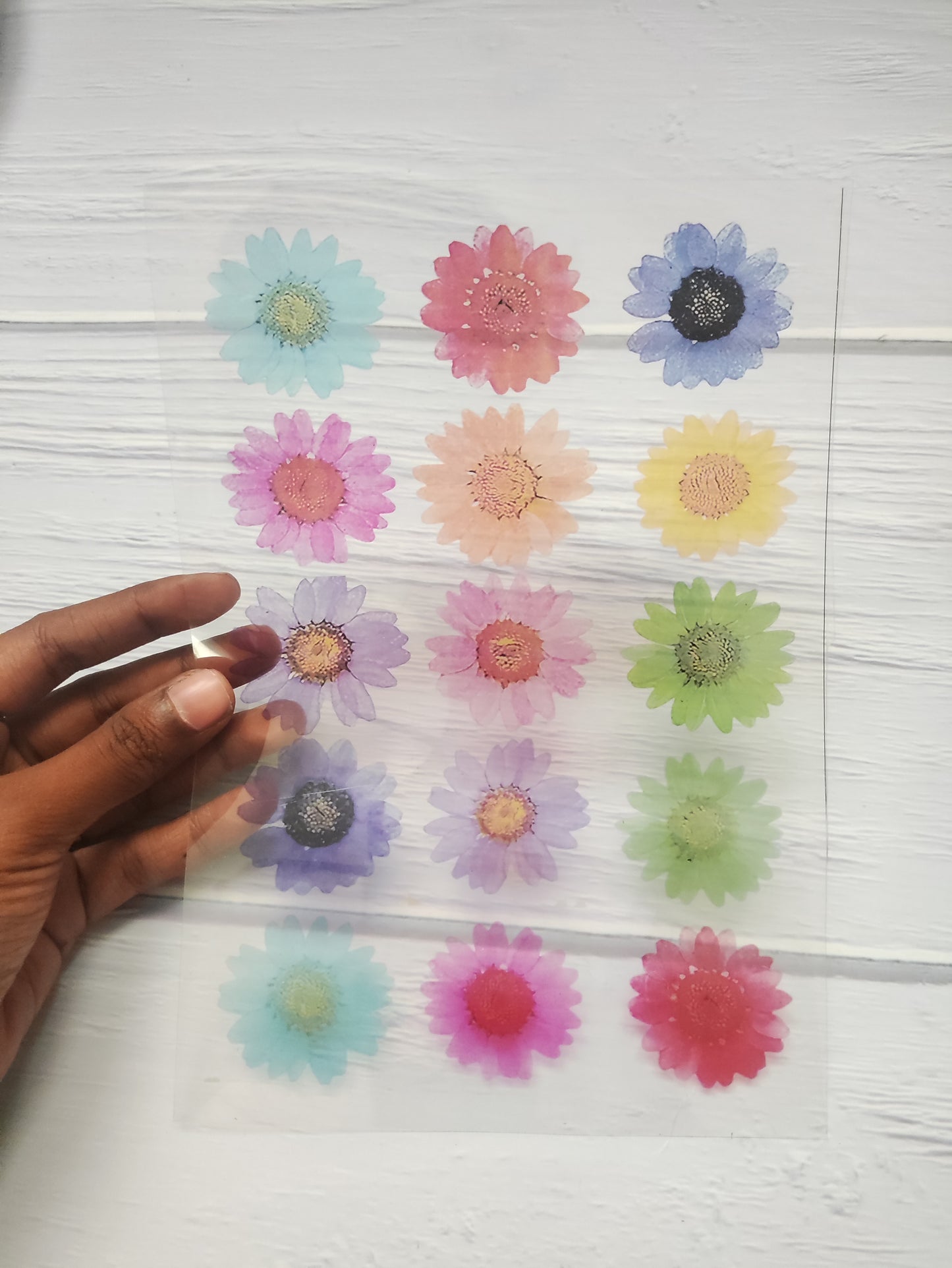 Daisy OHP Sheet A5 - D30