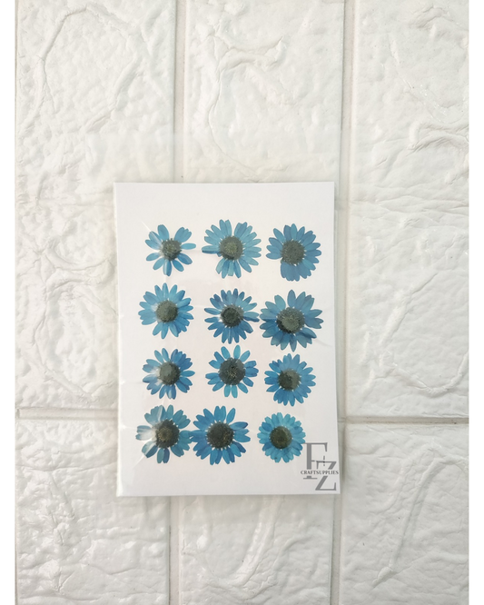 Pressed Daisy - D. Blue