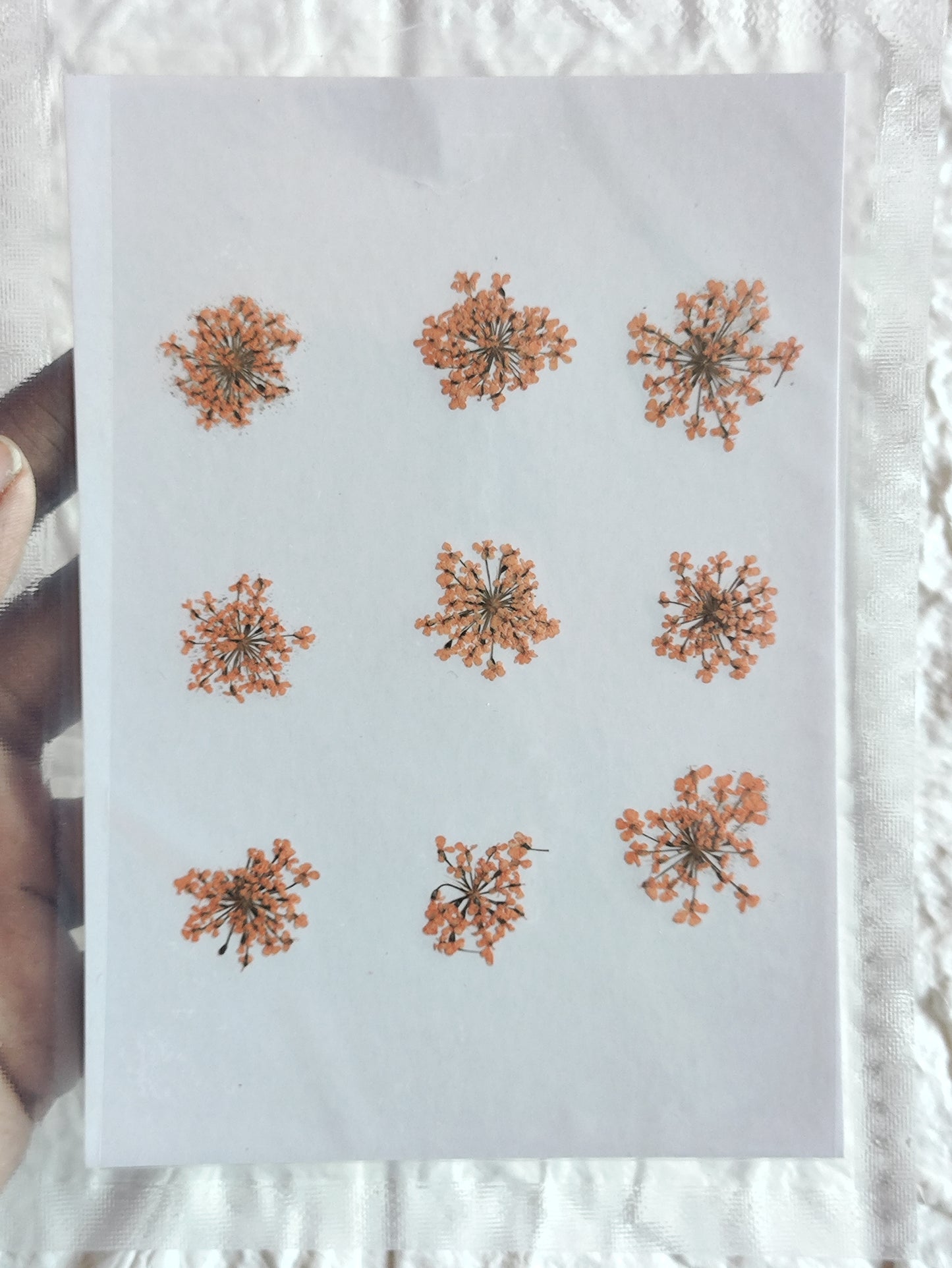 Queen Anne's Lace - Orange