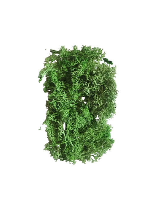 Dark green Moss box