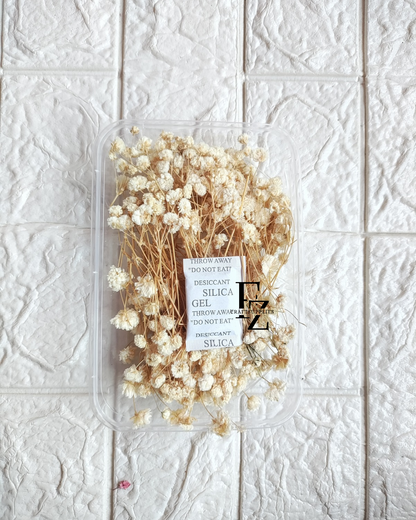 Dry Baby Breath/ Gypsy Box - Cream