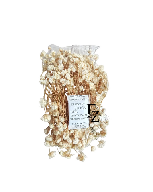 Dry Baby Breath/ Gypsy Box - Cream
