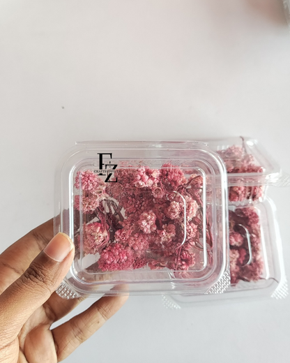 Himalayan Daises - Red