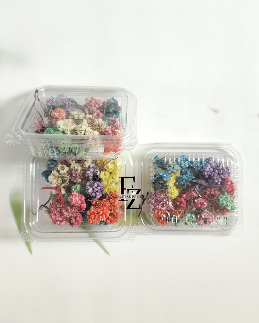 Himalayan Daises - Mixed