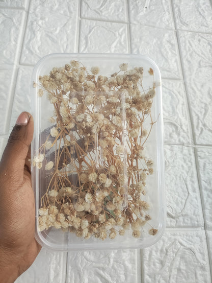 Baby Breath - Half White