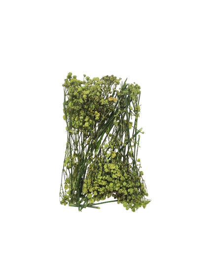 Green Baby Breath/ Gypsy Flower box
