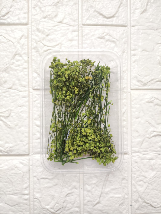 Green Baby Breath