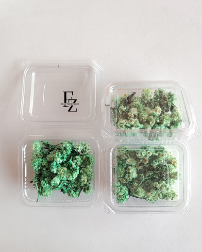 Himalayan Daises - Green