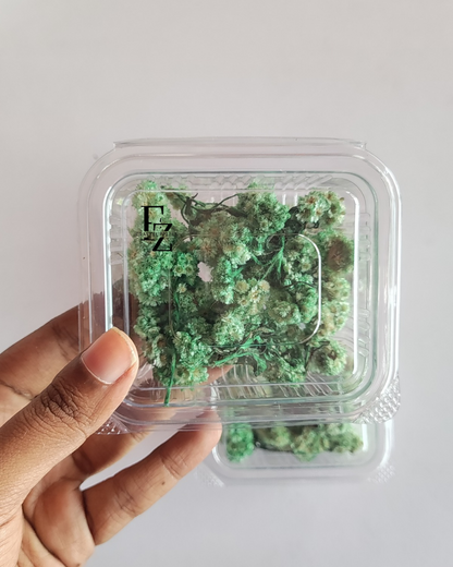 Himalayan Daises - Green