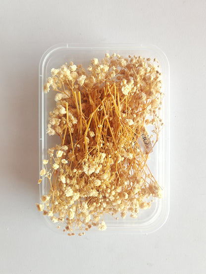 Baby Breath/ Gypsy Dry Flower Box