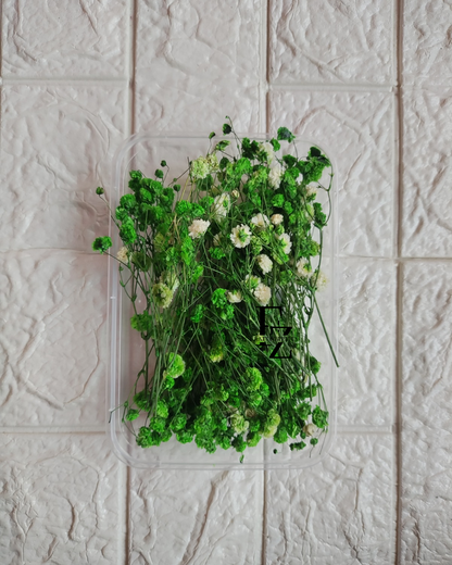 Dry Baby Breath/ Gypsy Box - Green