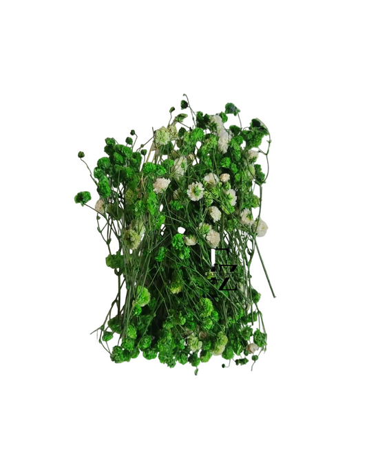 Dry Baby Breath/ Gypsy Box - Green