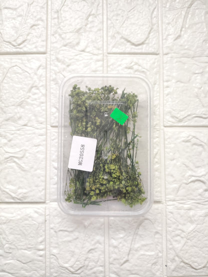 Green Baby Breath/ Gypsy Flower box