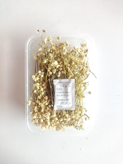 Baby Breath/ Gypsy Dry Flower Box