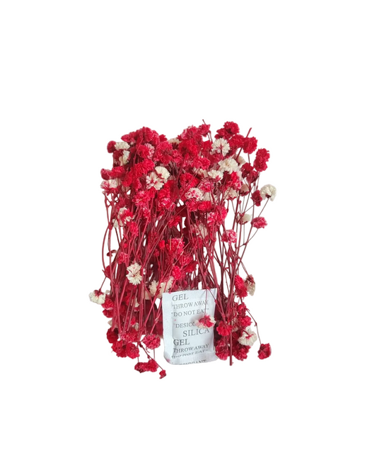 Dry Baby Breath/ Gypsy Box - Red