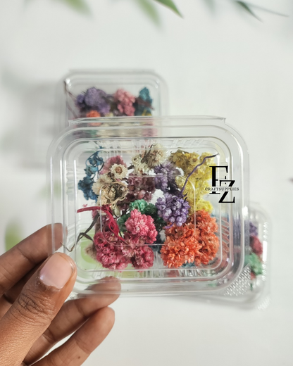 Himalayan Daises - Mixed