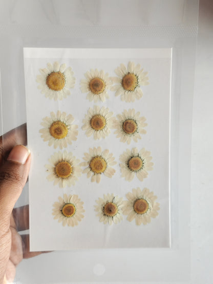 Pressed Daisy Flower Sheet - Half White