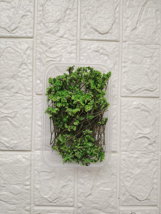 Dry Flower Box - B20