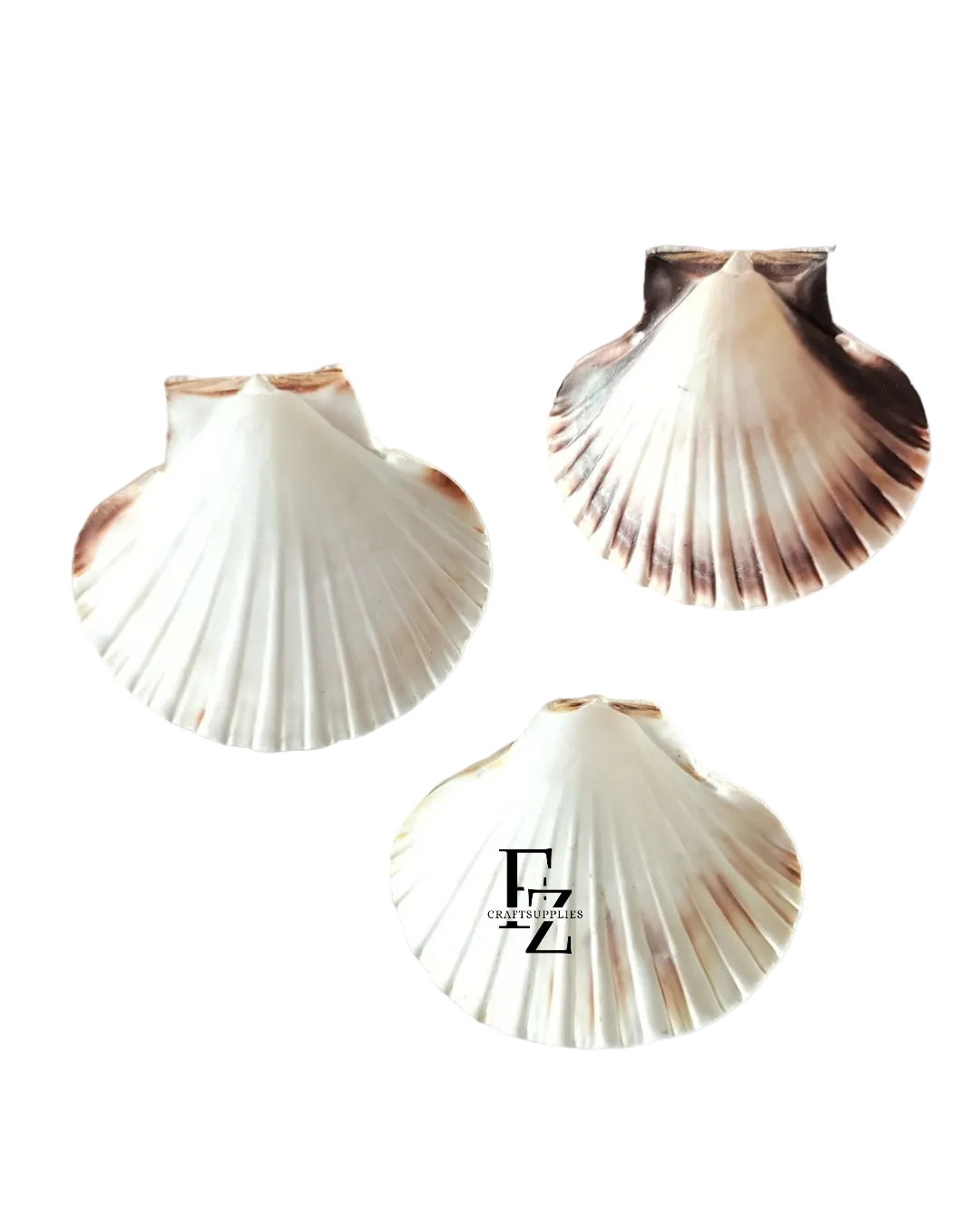 Sea Shell - 1 Piece