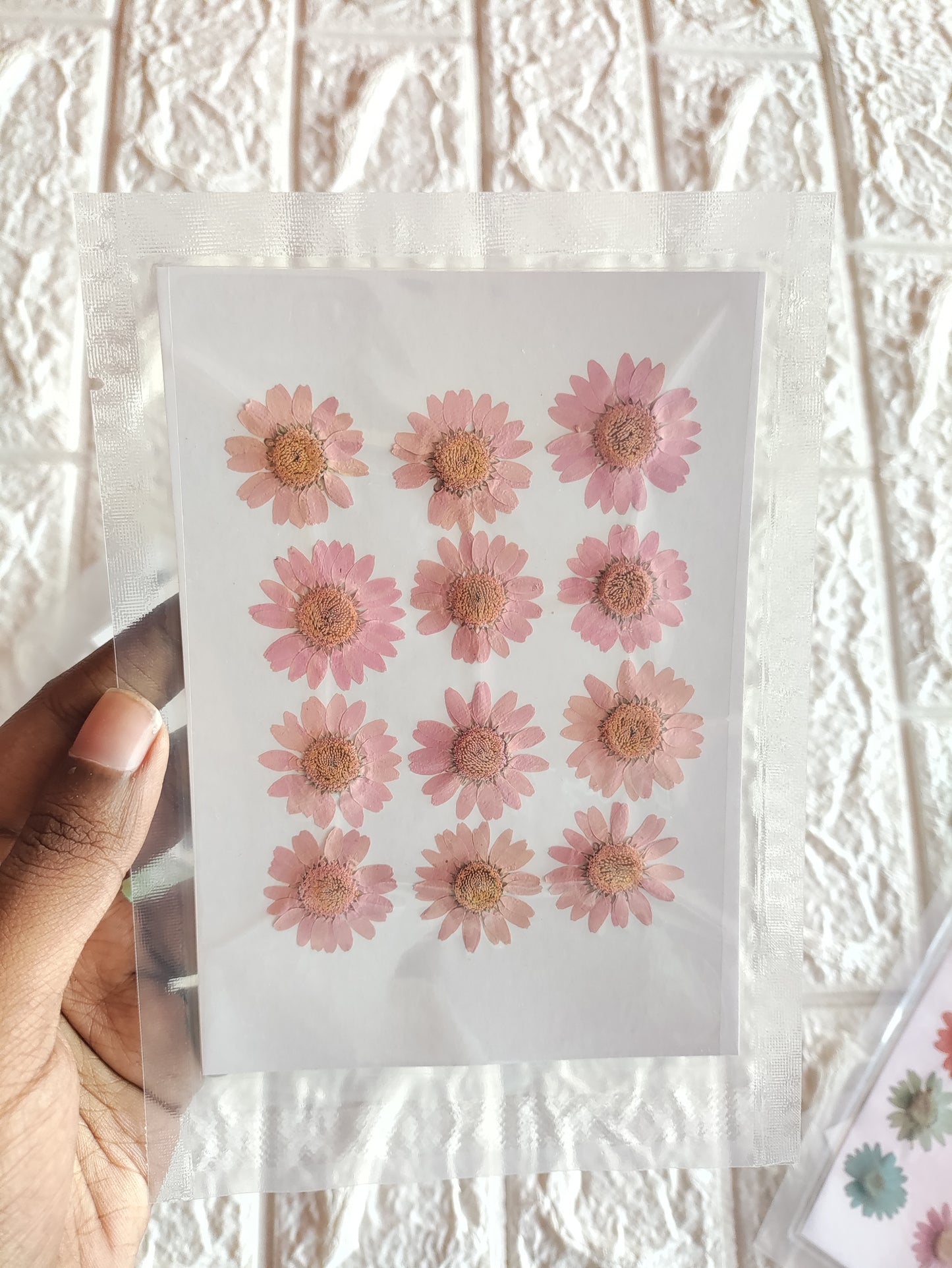 Pressed Daisy Flower Sheet - Pink