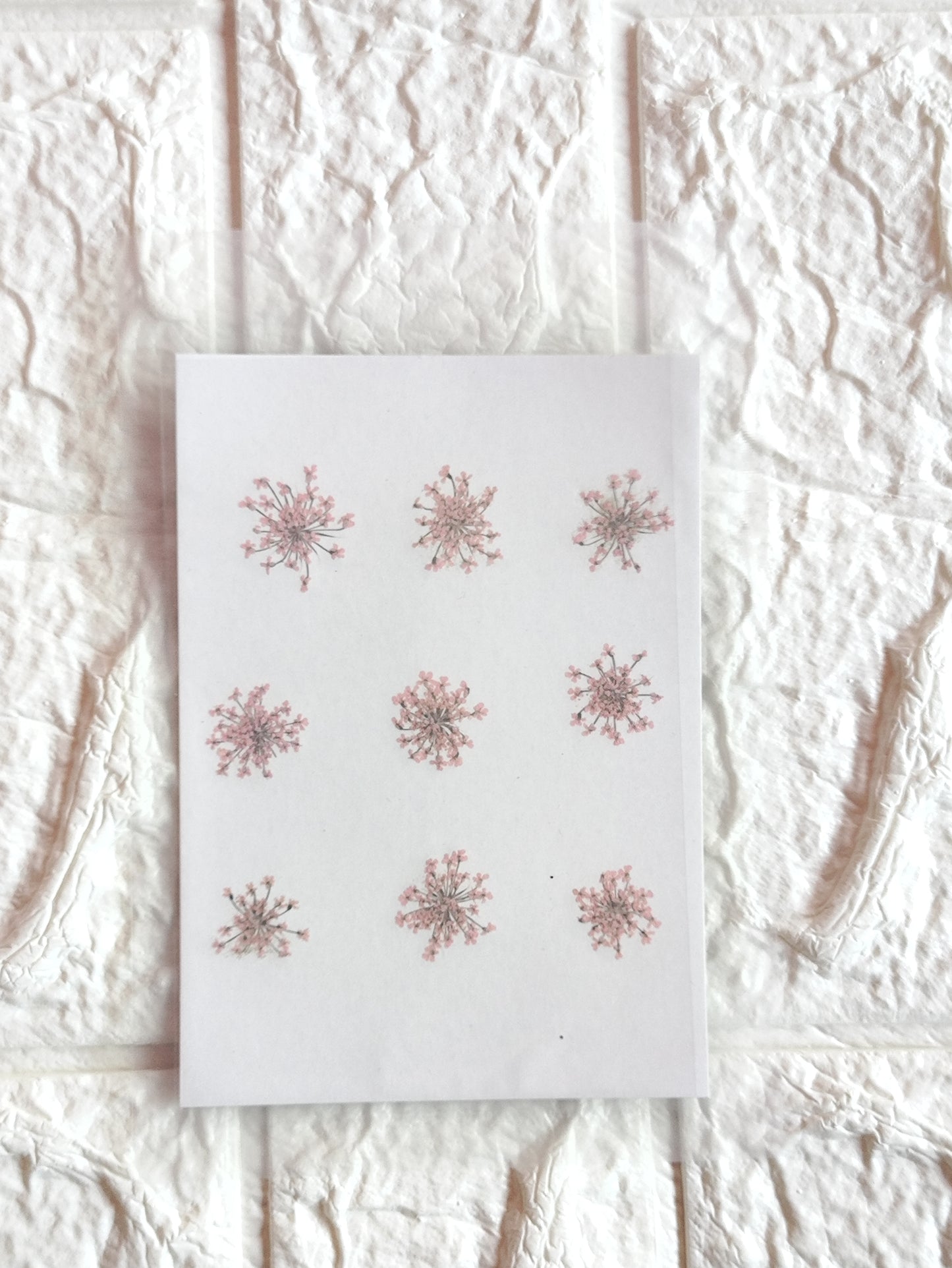 Queen Anne's Lace - L Pink