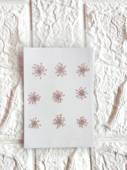 Queen Anne's Lace - L Pink