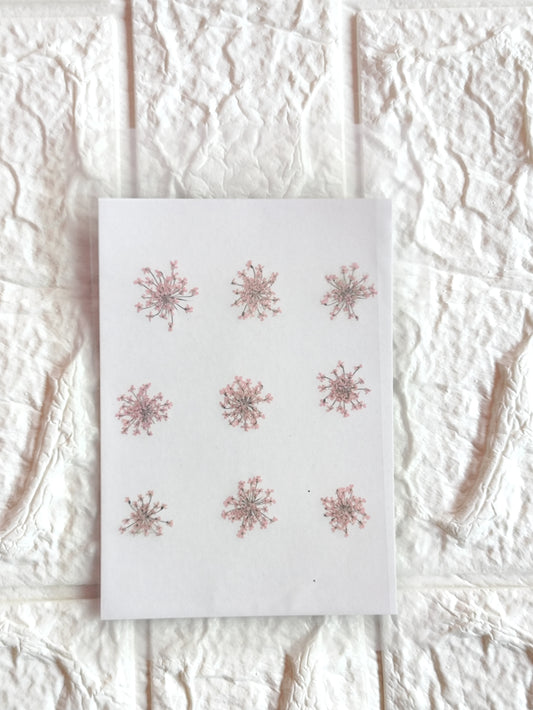 Queen Anne's Lace - L Pink