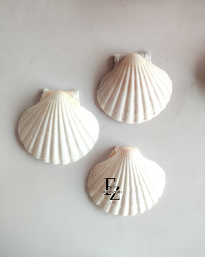 Sea Shell - 1 Piece