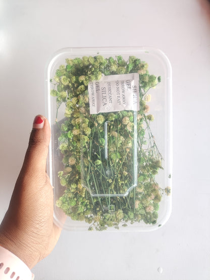 Baby Breath/ Gypsy Dry Flower Box