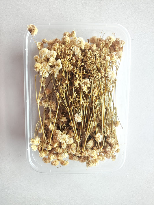 Dry Baby Breath/ Gypsy Box - White