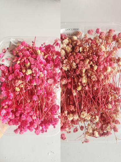 Baby Breath/ Gypsy Dry Flower Box