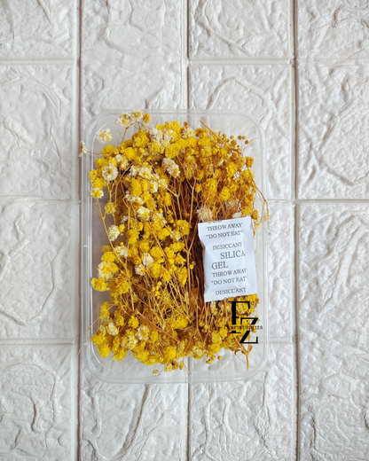 Dry Baby Breath/ Gypsy Box - Yellow