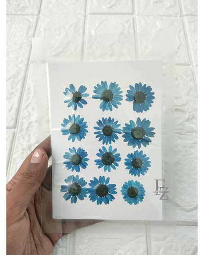 Pressed Daisy - D. Blue